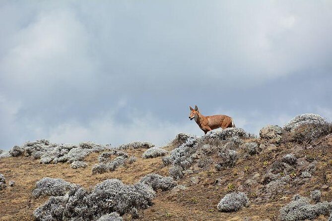 3 Days Bale Mountains trekking - Day 2: High Altitude Adventures and Endangered Species