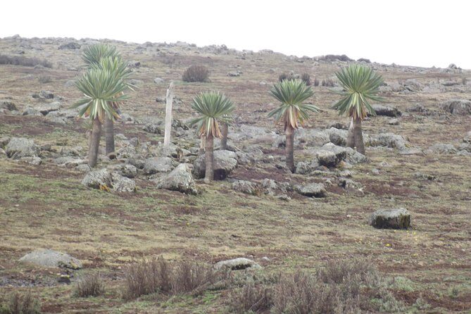3 Days Bale Mountains trekking - Day 3: Return and Reflection