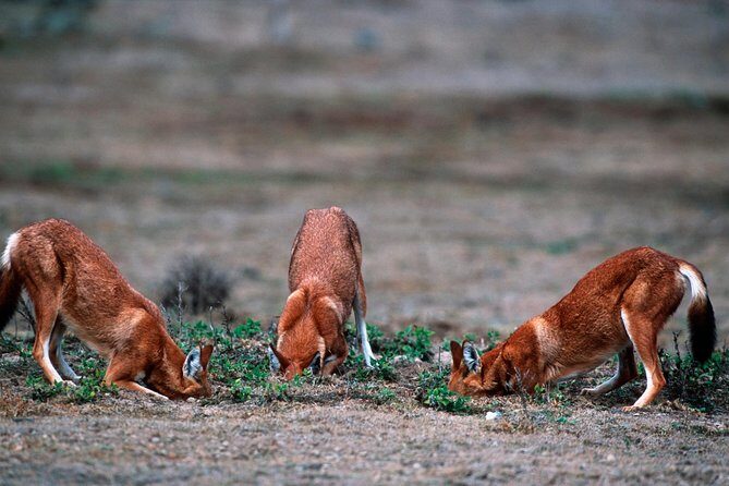 3 Days Bale Mountains trekking - What People Are Saying