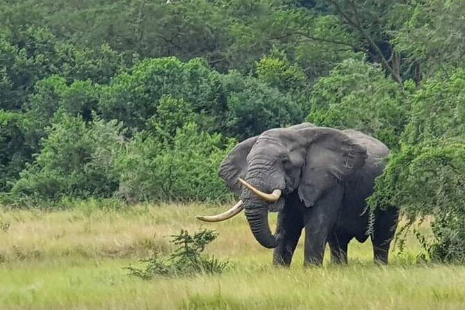 3 Days Best of Queen Elizabeth National Park Wildlife Tour - Key Points