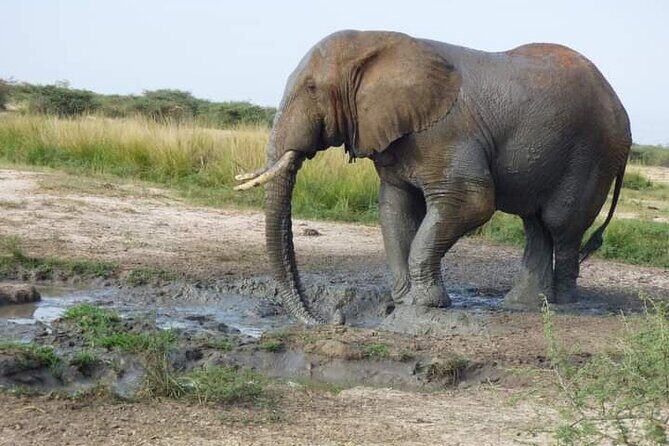 3 Days Best of Queen Elizabeth National Park Wildlife Tour - Practical Details and Travel Tips