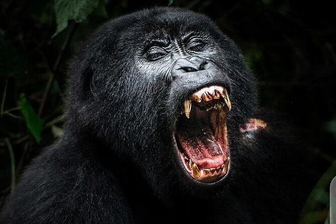 3 Days Best of Queen Elizabeth National Park Wildlife Tour - Who Should Consider This Tour?