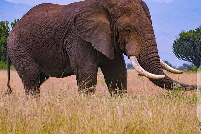 3 Days Best of Queen Elizabeth National Park Wildlife Tour - Final Thoughts