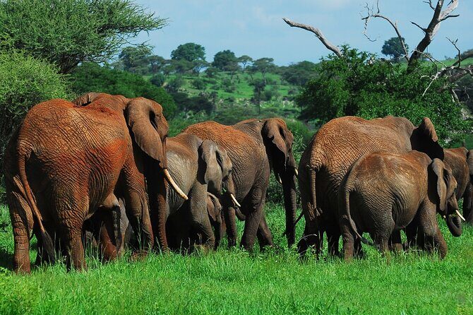 3 Days Big Five Unforgetable Lodging Tanzania Safari - The Itinerary in Detail