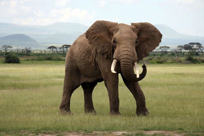 3 Days Big Five Unforgetable Lodging Tanzania Safari - Who Would Love This Safari?