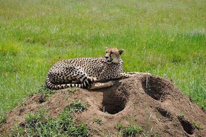 3 Days Big Five Unforgetable Lodging Tanzania Safari - The Sum Up