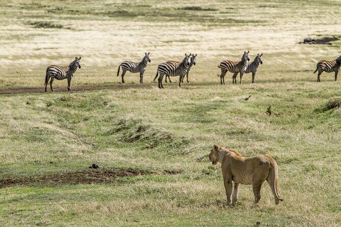 3 Days Big Five Unforgetable Lodging Tanzania Safari - FAQ
