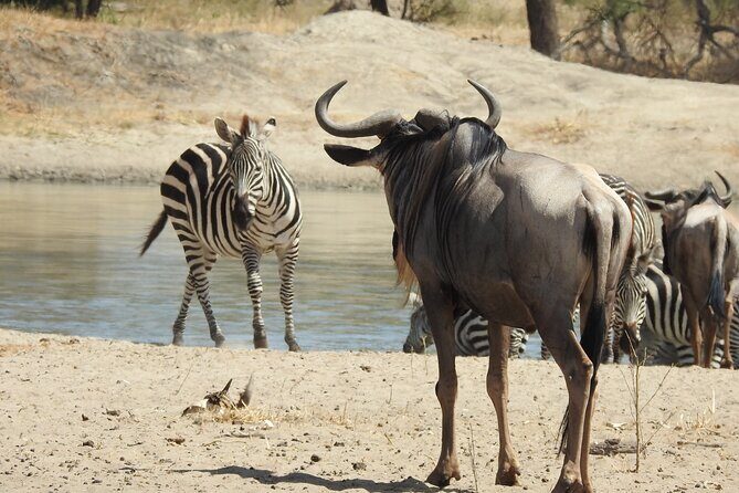 3 Days Budget Camping Safari to Serengeti and Ngorongoro Crater - Exploring the Itinerary: What to Expect