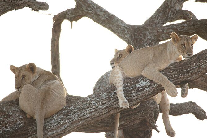 3 Days Budget Camping Safari to Serengeti and Ngorongoro Crater - The Practical Side: Comfort, Cost, and Experience