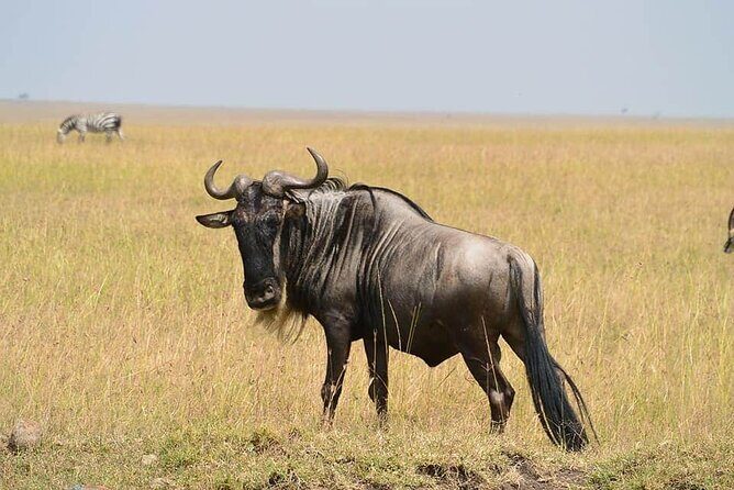 3 Days Budget Masai Mara Safari - The Itinerary in Detail