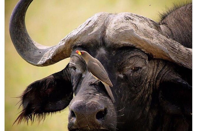 3 Days Budget Masai Mara Safari - Why You Should Consider This Tour