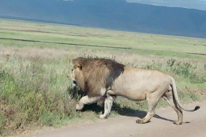 3 Days Budget Mid Range Safari Tour Tanzania - Key Points