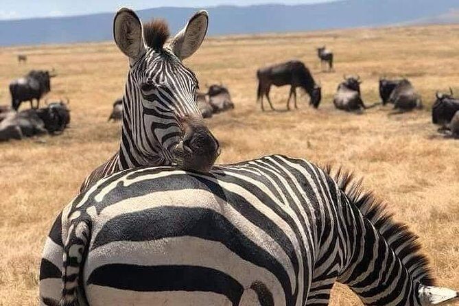 3 Days Budget Mid Range Safari Tour Tanzania - The Experience and Its Strengths