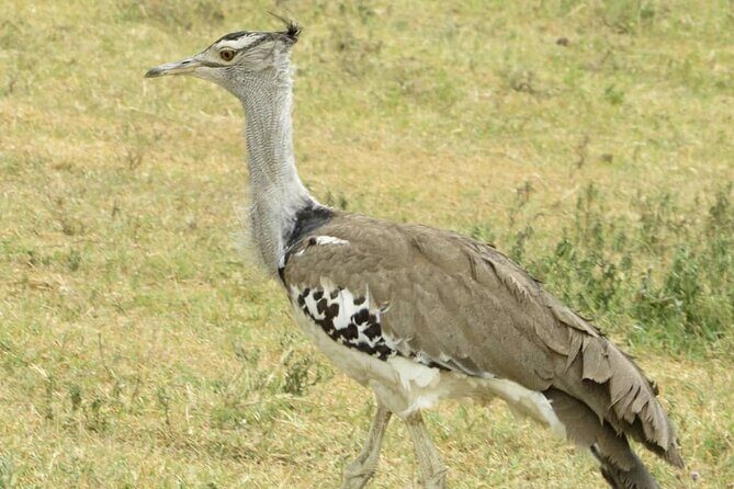3 Days Budget Mid Range Safari Tour Tanzania - The Sum Up