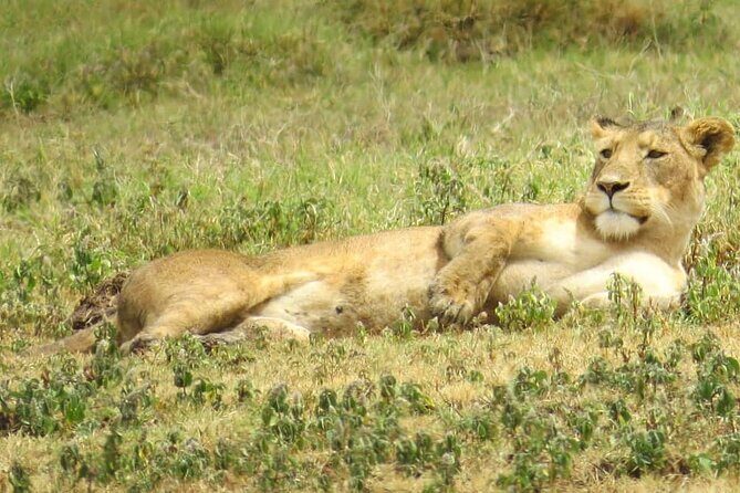3 Days Budget Mid Range Safari Tour Tanzania - FAQ