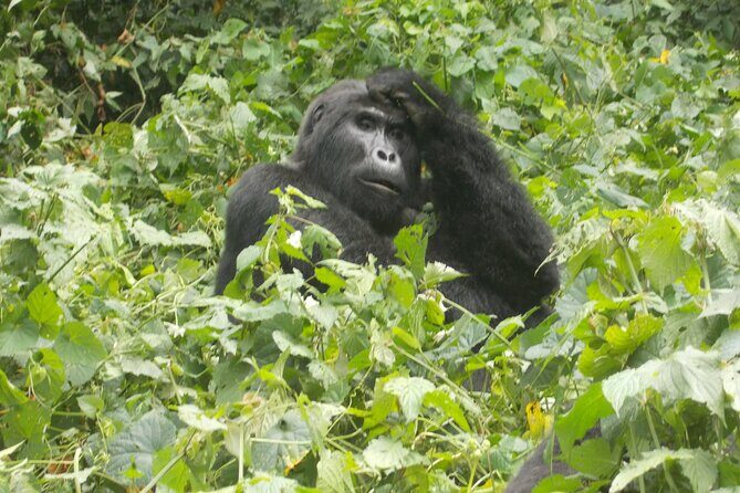 3 Days Bwindi Gorilla Trekking tour - The Logistics: What to Expect