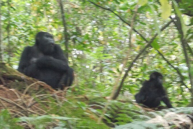 3 Days Bwindi Gorilla Trekking tour - Final Summary