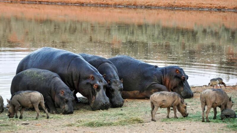 3 Days Camping Experience Safari: mikumi national Park - FAQs
