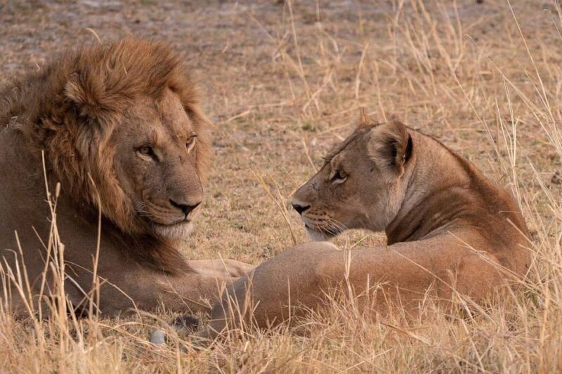 3-days camping safari from Dar-es-Salaam to Mikumi N. Park - A Practical Look at the 3-Day Camping Safari