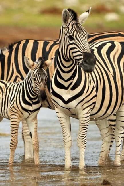 3 Days Camping Safari - An Authentic Tanzanian Safari in Three Days