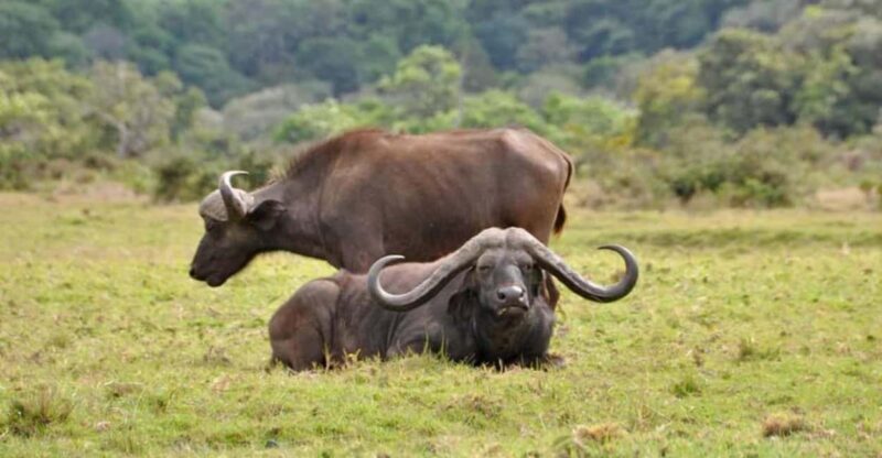 3 Days Camping Safari - The Rough Edges: Considerations for Travelers