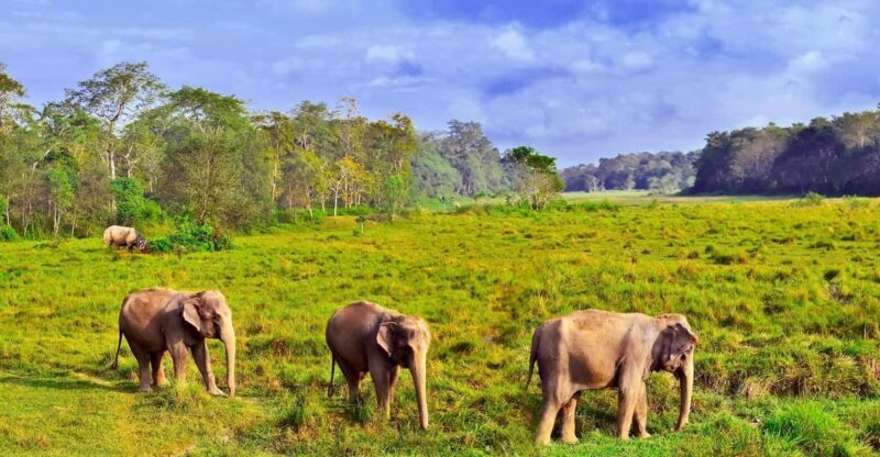 3 Days Chitwan Jungle Tour with Meals - Kathmandu & Pokhara - Why Consider the 3 Days Chitwan Jungle Tour?
