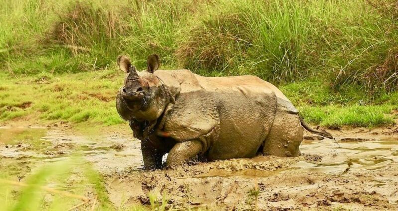 3 Days Chitwan Jungle Tour with Meals - Kathmandu & Pokhara - Common Concerns and Considerations