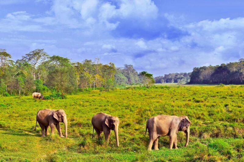 3 Days Chitwan Jungle Tour with Meals - Kathmandu & Pokhara - Who Will Love This Tour?