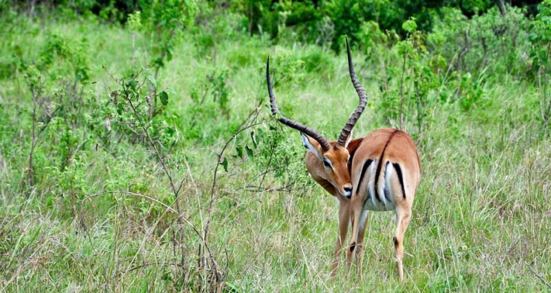 3 Days Chitwan Jungle Tour with Meals - Kathmandu & Pokhara - FAQs