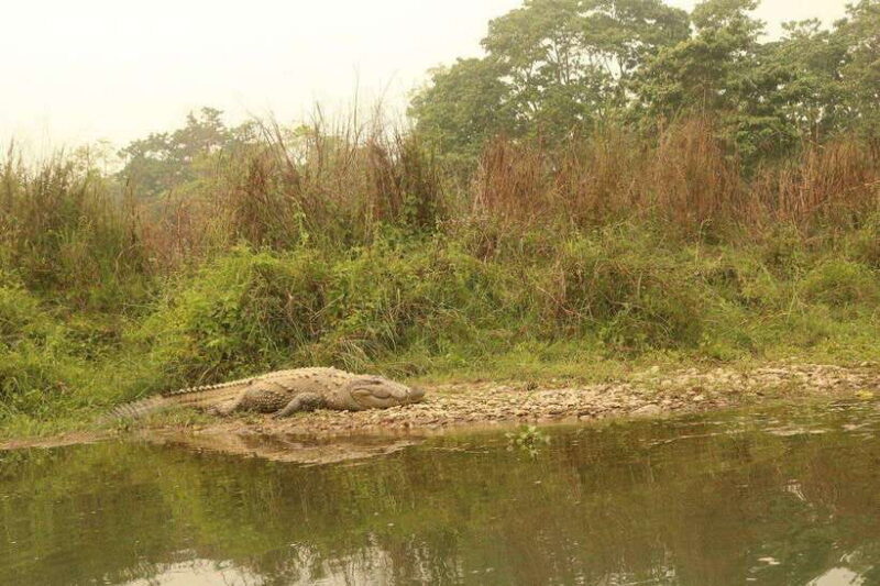 3 Days Chitwan Safari - The Practicalities: What’s Included and What to Know
