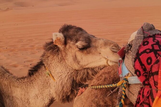 3 Days Deep Merzouga Desert Tour from Marrakech - FAQs