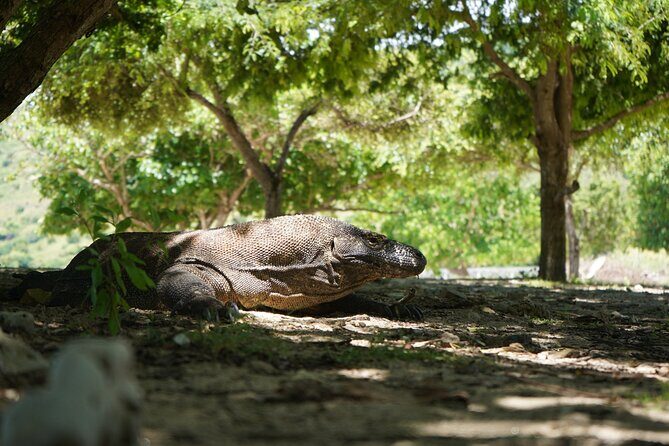 3 Days Deluxe Boat Private Cabin Sailing Trip in Komodo Island - Who Is This Tour Best For?