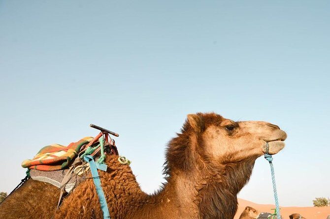 3 Days Desert Tour from Fes to Marrakech via Merzouga - Authenticity and Local Experiences
