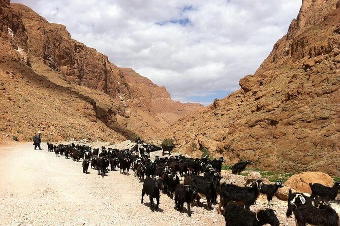 3 Days Desert Tour From Marrakech To Merzouga Désert And World Heritage Kasbah - Authentic Experiences and Cultural Encounters