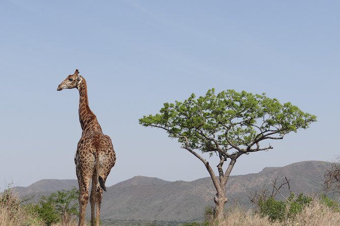 3 Days Durban Safari Tour Package - Introduction: Why This Safari Might Be Just Right for You