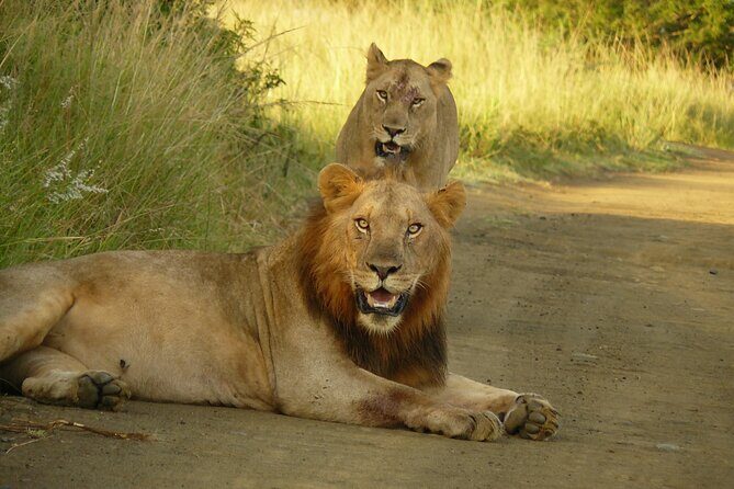3 Days Durban Safari Tour Package - What Travelers Love and What to Consider