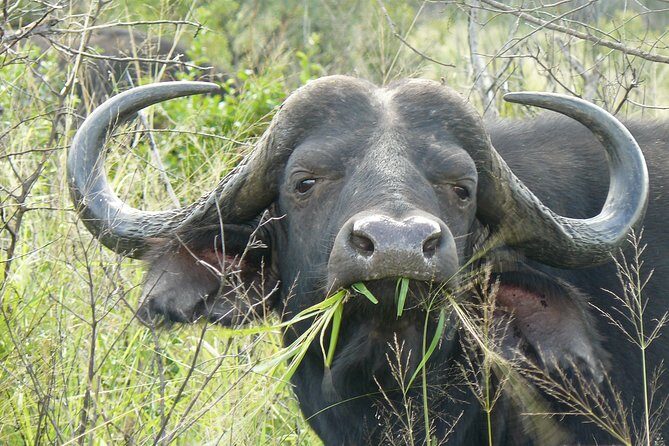 3 Days Durban Safari Tour Package - Final Thoughts: Who Will Love This Tour