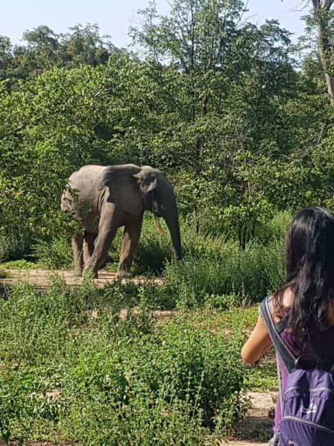 3 Days Elephant Safari at Mole Park with round trip flights - An In-Depth Look at the 3-Day Mole Safari Experience