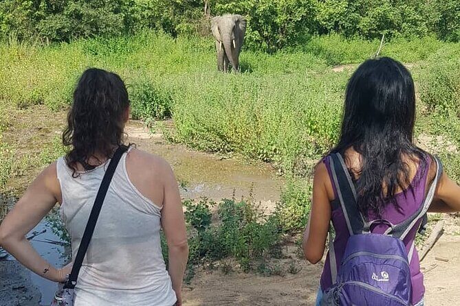 3 Days Elephants Safari at Mole Park with Round - trip flights - Discovering Ghana’s Wildlife and Culture: A 3-Day Elephant Safari at Mole National Park