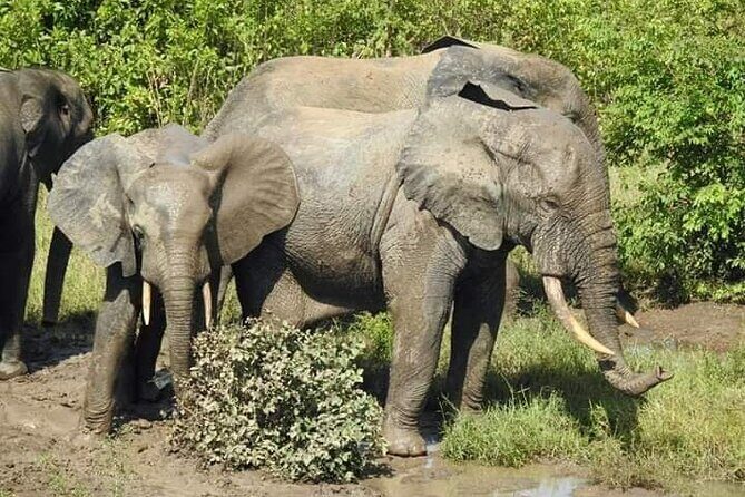 3 Days Elephants Safari at Mole Park with Round - trip flights - Key Points