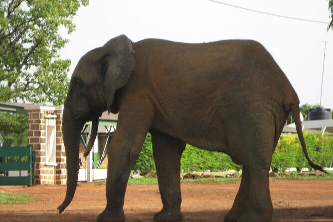 3 Days Elephants Safari at Mole Park with Round - trip flights - Who Is This Tour Best For?