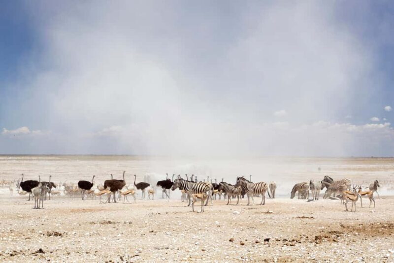 3 Days Etosha National Park Guided Experience - Key Points
