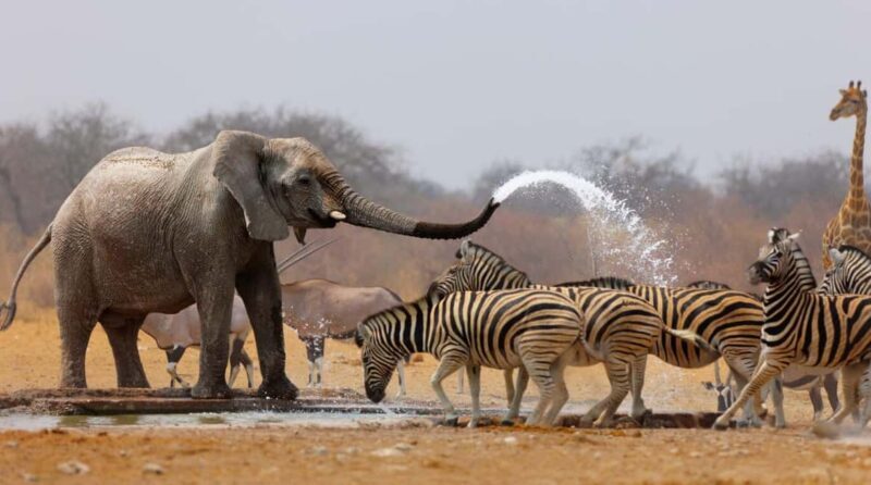 3 Days Etosha National Park Guided Experience - An In-Depth Look at the 3-Day Etosha Guided Tour