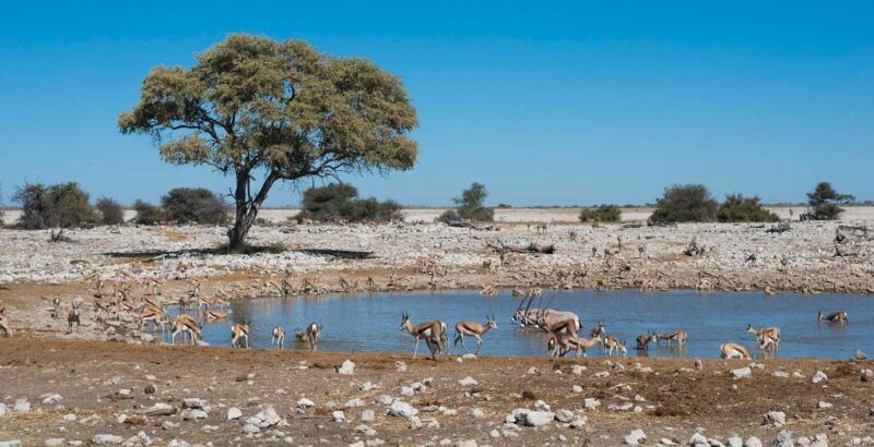 3 Days Etosha National Park Guided Experience - Authentic Wildlife Encounters & Practical Tips