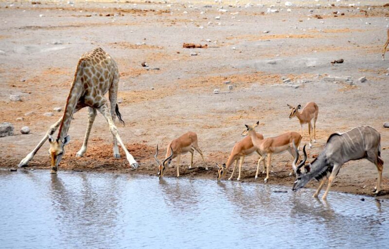 3 Days Etosha National Park; Self Drive Tour - An Authentic Look at the 3-Day Etosha Self-Drive Experience