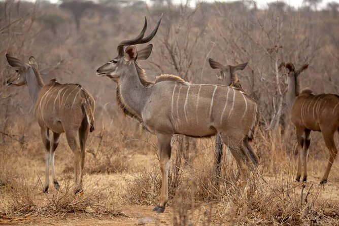 3 Days Explore Selous Game Reserve + Boat safari + bushman walking - FAQ