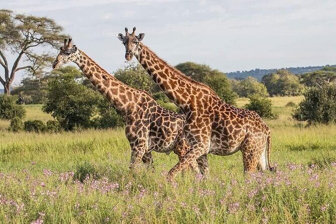 3 Days Explore Zambia Zimbabwe and Chobe Park in Botswana - A Close Look at the Itinerary