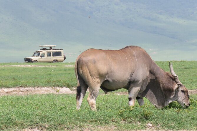 3 Days Exploring Serengeti & Ngorongoro Crater from Arusha - Key Points