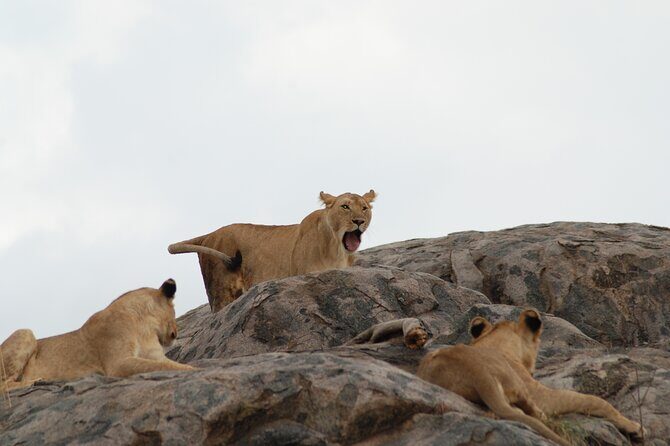 3 Days Exploring Serengeti & Ngorongoro Crater from Arusha - Final Thoughts