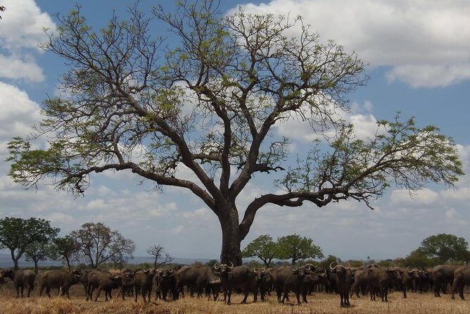 3 Days - Game Viewing Safari in Nyerere National Park - Exploring the 3-Day Game Viewing Safari in Nyerere National Park